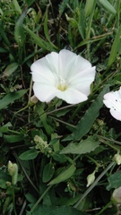 Convolvulus arvensis