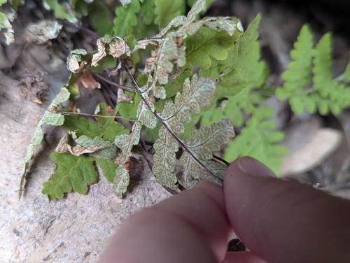 Image of Maxon's Goldback Fern (Pentagramma maxonii) by (c) Rachel Stringham, some rights reserved (CC BY)