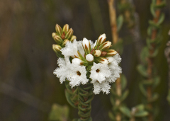 Leucopogon cucullatus