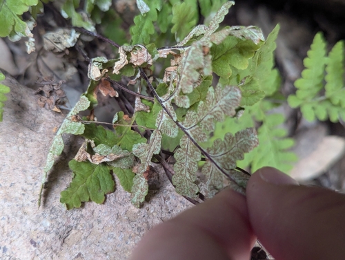 Image of Pentagramma maxonii by (c) Rachel Stringham, some rights reserved (CC BY)