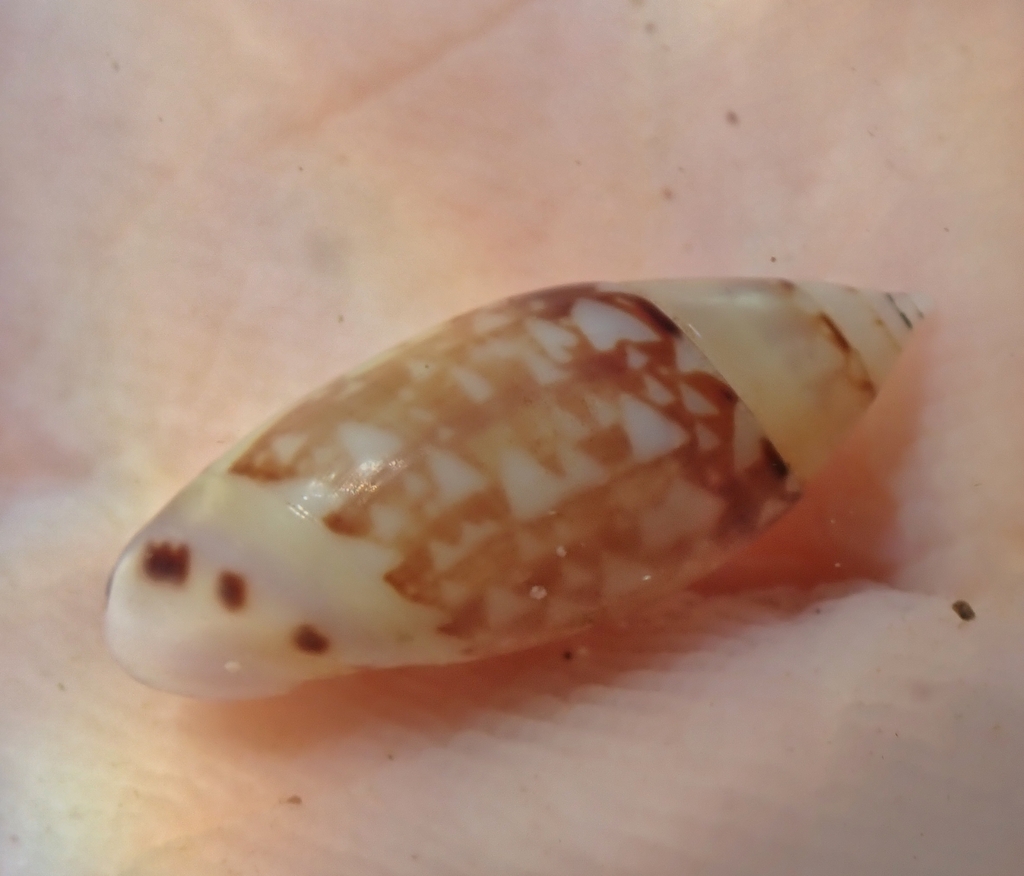 Dama dwarf olive