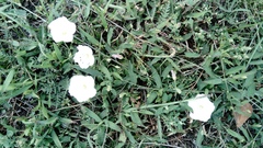 Convolvulus arvensis