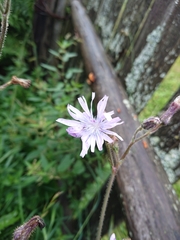 Cicerbita macrophylla uralensis
