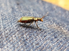Malachius bipustulatus