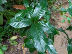 Tabernaemontana litoralis, photograph author not stated, no rights reserved