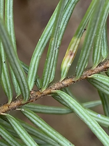 Contarinia cuniculator