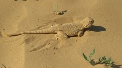 Phrynocephalus mystaceus