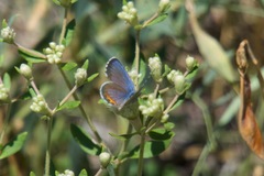 Euphilotes centralis