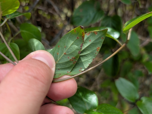 Coleosporium paederiae observed 2025-03-16