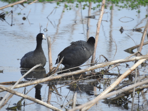 American Coot photographed in South Carolina