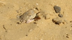 Phrynocephalus mystaceus