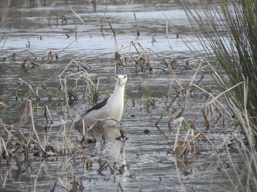 Black-crowned Night Heron photographed in South Carolina