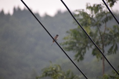 Pycnonotus xanthorrhous