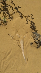 Phrynocephalus mystaceus