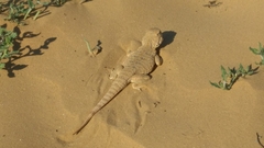 Phrynocephalus mystaceus