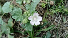 Malva neglecta