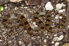 Blotched Hooknose Snake photo 4