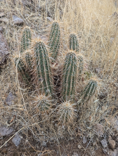 Image of Echinocereus bonkerae by (c) Rachel Stringham, some rights reserved (CC BY)