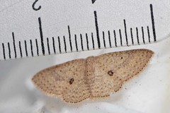 Poecilasthena anthodes