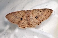 Poecilasthena anthodes