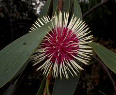 Hakea laurina
