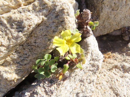 Image of Oxalis mirbelii by (c) Eric Schmidt, some rights reserved (CC BY)