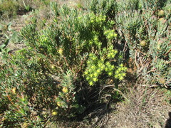 Leucadendron modestum