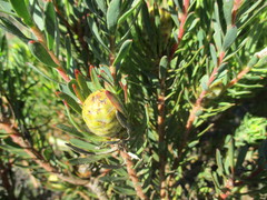 Leucadendron modestum