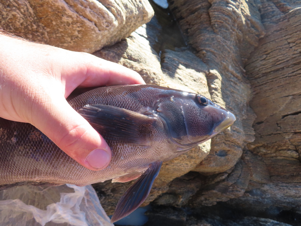 Chilean Sandperch