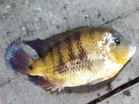 Pantano cichlid (Cincelichthys pearsei) — Cichlidae