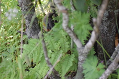 Trochalopteron elliotii