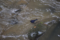 Myophonus caeruleus caeruleus