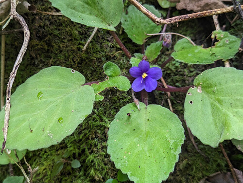 Streptocarpus ionanthus
