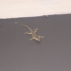 Hemidactylus frenatus