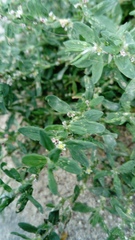 Polygonum aviculare