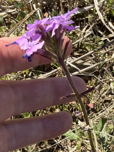 Verbena canadensis