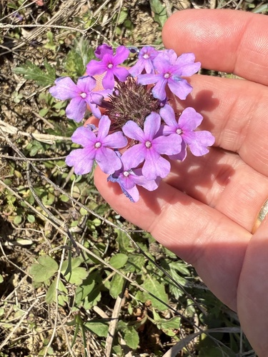 Verbena canadensis
