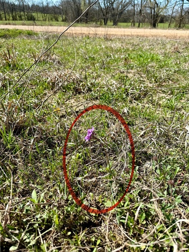 Verbena canadensis