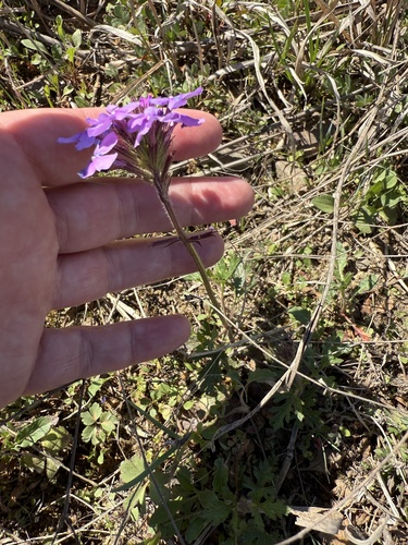 Verbena canadensis