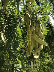 Gleditsia triacanthos