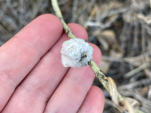 Cotton-gall Tephritid photo 4