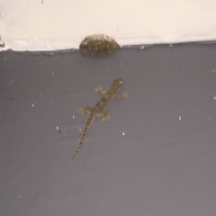 Hemidactylus platyurus