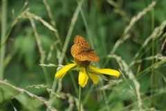 Speyeria hesperis ratonensis