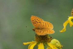 Speyeria hesperis ratonensis