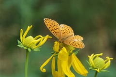 Speyeria hesperis ratonensis