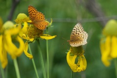 Speyeria hesperis ratonensis