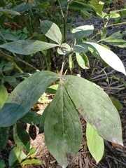 Paeoniaceae