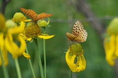 Speyeria hesperis ratonensis