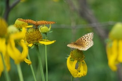 Speyeria hesperis ratonensis