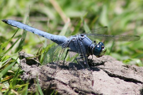 Western Pondhawk